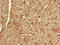 Emerin antibody, CSB-PA007633LA01HU, Cusabio, Immunohistochemistry frozen image 
