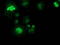 SAM And HD Domain Containing Deoxynucleoside Triphosphate Triphosphohydrolase 1 antibody, LS-C337165, Lifespan Biosciences, Immunofluorescence image 