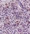 HLA class II histocompatibility antigen, DRB1-4 beta chain antibody, orb10553, Biorbyt, Immunohistochemistry paraffin image 