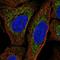 Mitochondrial transcription termination factor 1 antibody, HPA069560, Atlas Antibodies, Immunofluorescence image 