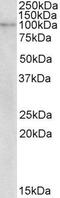 NLR family member X1 antibody, PA5-19279, Invitrogen Antibodies, Western Blot image 