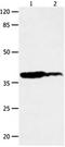 Lysophosphatidic Acid Receptor 4 antibody, orb107567, Biorbyt, Western Blot image 
