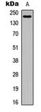 Laminin Subunit Alpha 4 antibody, LS-C356149, Lifespan Biosciences, Western Blot image 