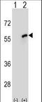 Cell division cycle protein 20 homolog antibody, LS-C168583, Lifespan Biosciences, Western Blot image 