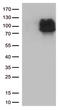 Interferon Lambda Receptor 1 antibody, LS-C793055, Lifespan Biosciences, Western Blot image 