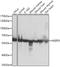 Heat Shock Protein Family D (Hsp60) Member 1 antibody, A0969, ABclonal Technology, Western Blot image 