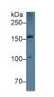 Apolipoprotein B antibody, LS-C304842, Lifespan Biosciences, Western Blot image 