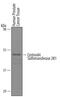 Sulfotransferase Family 2B Member 1 antibody, AF6174, R&D Systems, Western Blot image 