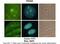 Paired Box 3 antibody, 27-684, ProSci, Western Blot image 