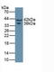 Asporin antibody, LS-C693771, Lifespan Biosciences, Western Blot image 