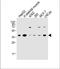 Olfactory receptor 2H2 antibody, A12353-1, Boster Biological Technology, Western Blot image 