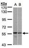 Pre-MRNA Processing Factor 19 antibody, NBP1-31246, Novus Biologicals, Western Blot image 