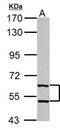 Thioredoxin Reductase 1 antibody, NBP2-20619, Novus Biologicals, Western Blot image 