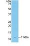 CD3d Molecule antibody, LS-C293358, Lifespan Biosciences, Western Blot image 