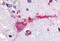 G Protein-Coupled Receptor 3 antibody, NBP1-02391, Novus Biologicals, Immunohistochemistry frozen image 