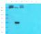 Phosphodiesterase 1C antibody, orb385463, Biorbyt, Western Blot image 