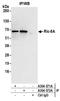 RIC8 Guanine Nucleotide Exchange Factor A antibody, A304-571A, Bethyl Labs, Immunoprecipitation image 