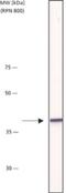 Beta-Actin antibody, NB110-67828, Novus Biologicals, Western Blot image 