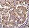 PK3CB antibody, LS-C163726, Lifespan Biosciences, Immunohistochemistry frozen image 