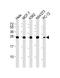 Eukaryotic Translation Initiation Factor 4E antibody, M00135-2, Boster Biological Technology, Western Blot image 