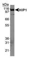 Huntingtin Interacting Protein 1 antibody, MA1-16747, Invitrogen Antibodies, Western Blot image 