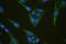 Inositol Polyphosphate Phosphatase Like 1 antibody, LS-C756515, Lifespan Biosciences, Immunofluorescence image 