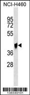 Glutaminyl-Peptide Cyclotransferase Like antibody, 59-649, ProSci, Western Blot image 