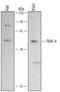 TNF Receptor Associated Factor 4 antibody, MAB3279, R&D Systems, Western Blot image 