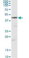 Creatine Kinase, M-Type antibody, H00001158-M06, Novus Biologicals, Western Blot image 