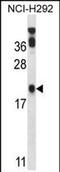 P53 Apoptosis Effector Related To PMP22 antibody, PA5-71900, Invitrogen Antibodies, Western Blot image 