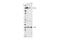 Integrin Subunit Alpha 5 antibody, 98204S, Cell Signaling Technology, Western Blot image 