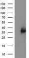 Proopiomelanocortin antibody, LS-C788241, Lifespan Biosciences, Western Blot image 