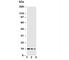 Nerve Growth Factor antibody, R30127, NSJ Bioreagents, Western Blot image 