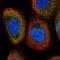Nuclear Factor Kappa B Subunit 2 antibody, NBP1-87759, Novus Biologicals, Immunocytochemistry image 