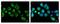 Sorting Nexin 5 antibody, PA5-31206, Invitrogen Antibodies, Immunofluorescence image 