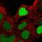 Zinc Finger Protein 444 antibody, PA5-66750, Invitrogen Antibodies, Immunofluorescence image 