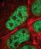 Transcription factor AP-2 gamma antibody, PA5-17330, Invitrogen Antibodies, Immunofluorescence image 