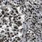 NADH:Ubiquinone Oxidoreductase Subunit B5 antibody, FNab05622, FineTest, Immunohistochemistry frozen image 