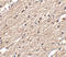 Sprouty Related EVH1 Domain Containing 3 antibody, A15231, Boster Biological Technology, Immunohistochemistry frozen image 