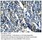 Toll Like Receptor 6 antibody, MBS540361, MyBioSource, Immunohistochemistry paraffin image 