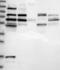 Ral Guanine Nucleotide Dissociation Stimulator Like 4 antibody, NBP1-80840, Novus Biologicals, Western Blot image 