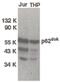 Telomerase Associated Protein 1 antibody, PA5-19860, Invitrogen Antibodies, Western Blot image 