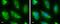 TANK Binding Kinase 1 antibody, PA5-34809, Invitrogen Antibodies, Immunofluorescence image 