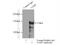 Nuclear Autoantigenic Sperm Protein antibody, 11323-1-AP, Proteintech Group, Immunoprecipitation image 
