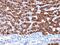 Hepatocyte Paraffin 1 antibody, NBP2-45193, Novus Biologicals, Immunohistochemistry paraffin image 