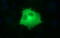 Toll Interacting Protein antibody, M02039-2, Boster Biological Technology, Immunofluorescence image 