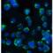 Beta-Secretase 1 antibody, LS-C377, Lifespan Biosciences, Immunofluorescence image 