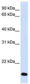 Ring Finger Protein 185 antibody, TA330506, Origene, Western Blot image 