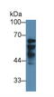 Insulin Like Growth Factor 2 MRNA Binding Protein 2 antibody, MBS2005047, MyBioSource, Western Blot image 
