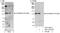 GTF2I Repeat Domain Containing 1 antibody, A301-333A, Bethyl Labs, Immunoprecipitation image 